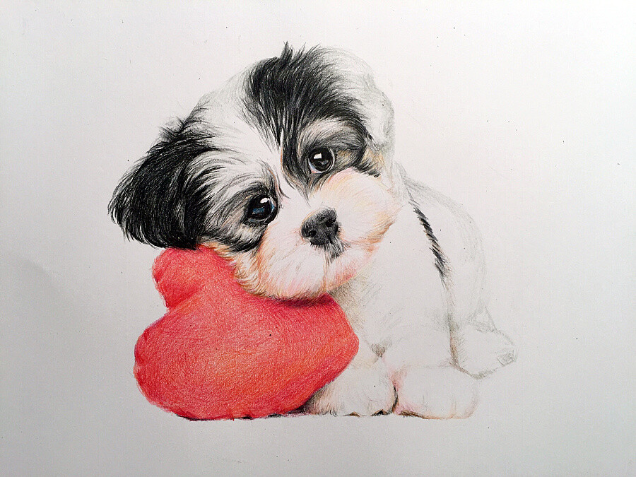 成都狗狗领养贴吧：开启你的宠物护理之旅